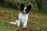 EPAGNEUL PAPILLON 087